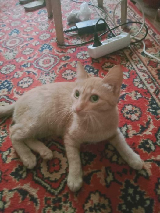 Котенок мальчик 4 месяца  отдам в добрые руки