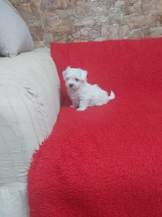 Pui bichon maltese