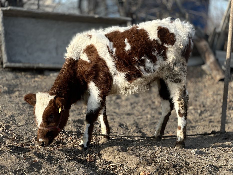 Продается телка Симментал