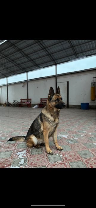 Щенки немецкой овчарки