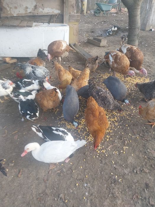 Nu răspund la mesaje doar contact telefon