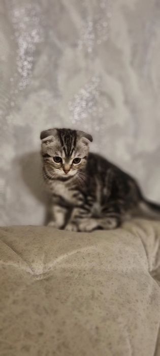 Котёнок породистый, мальчик