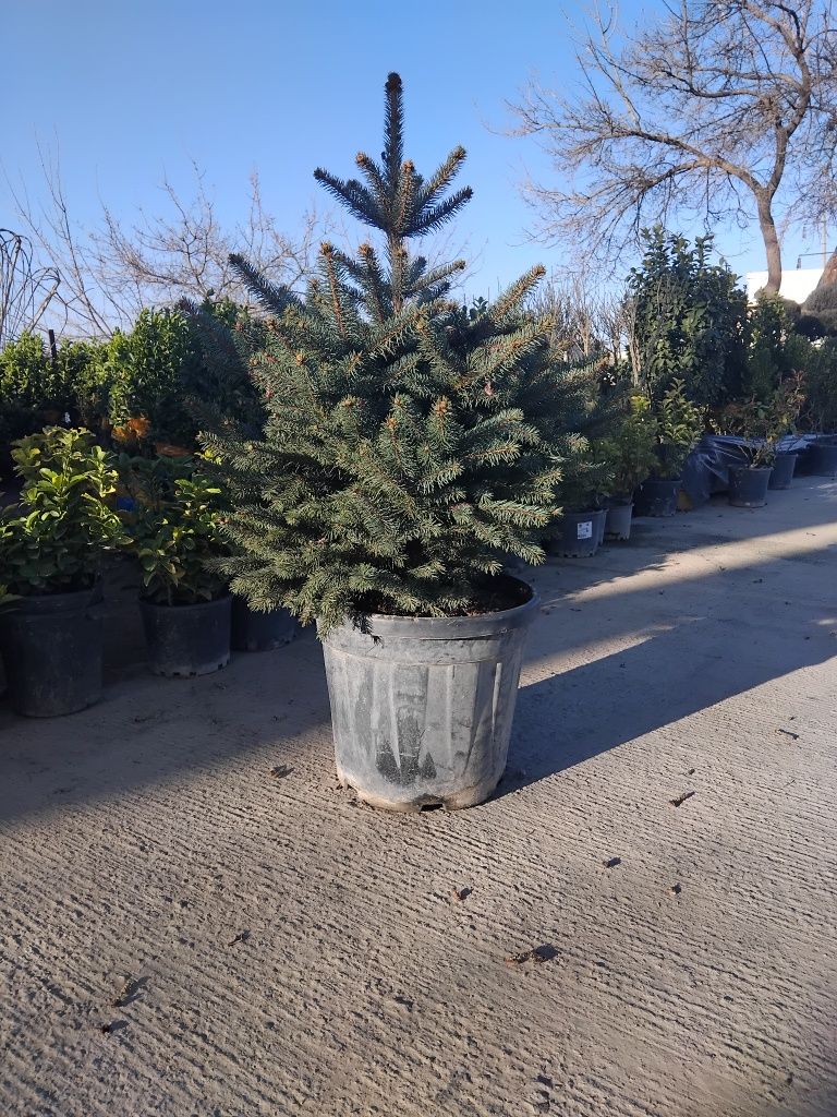 Gazon ekish xizmati