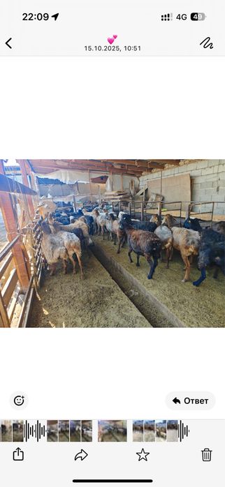 Бордақы байлау саулықтар!