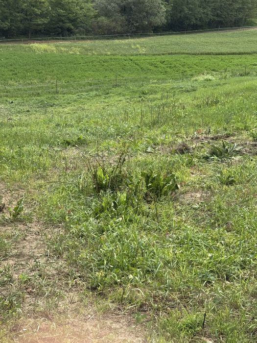 Casa de vanzare 3300mp sat Panade com Sancel Alba