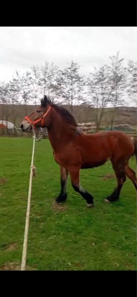 Manza de 1 an si 4 luni invatat la ham si calare