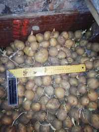 Картошка для посадки (семена). Есть ~40 кг.