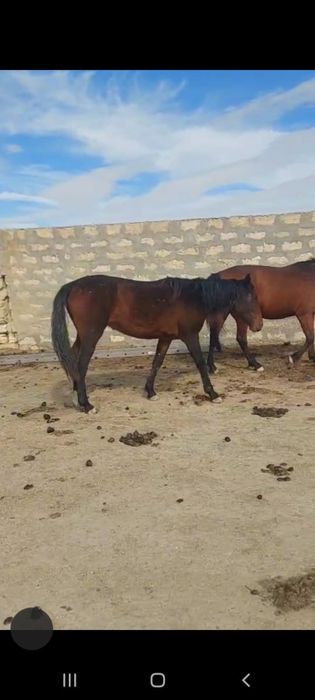 Құнанжынбайтал ….