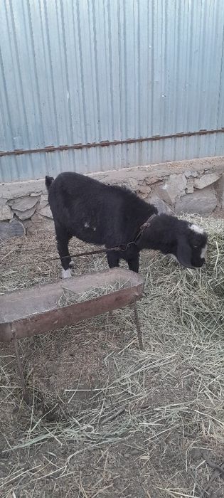 Така сотилади соглом