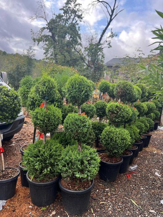 Tuia Glob, Etajata Spiral, Bonsai , Maslin, Spiral Lamaita, Cycas