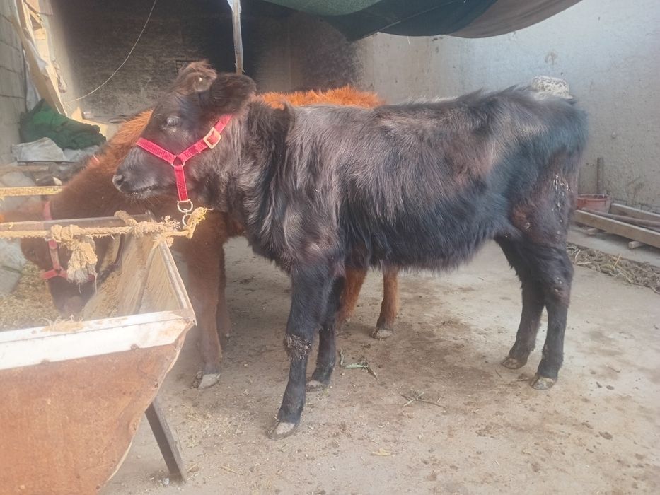 Gunojinlar sotiladi 8,5 Mln Dan kami bor sog'lom yeb ichishi zo'r