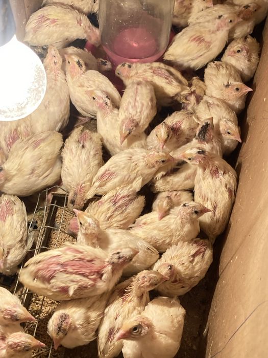 Белый гигант бедана, перепелка белый