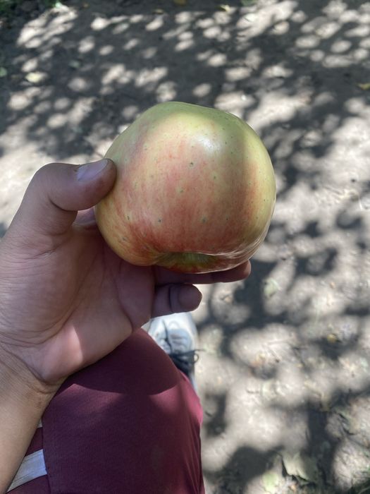 Яблоки отборные, домашние, разные сорта