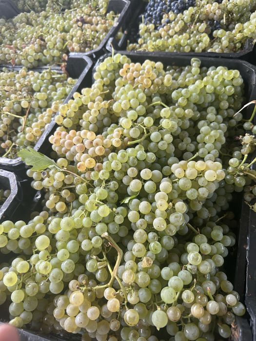 Struguri pentru vin