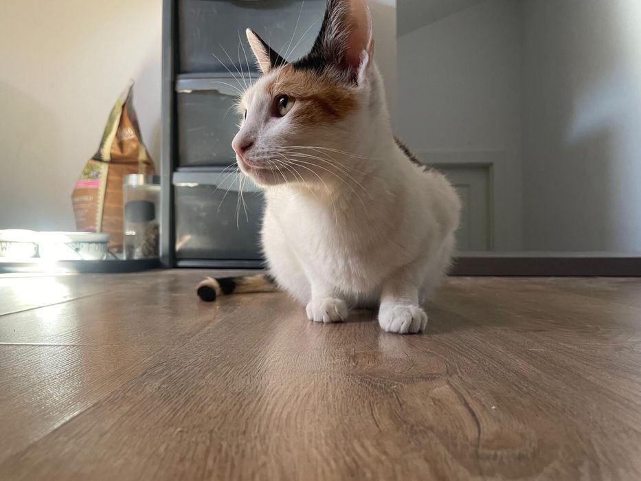 Adoptie pentru Pippa