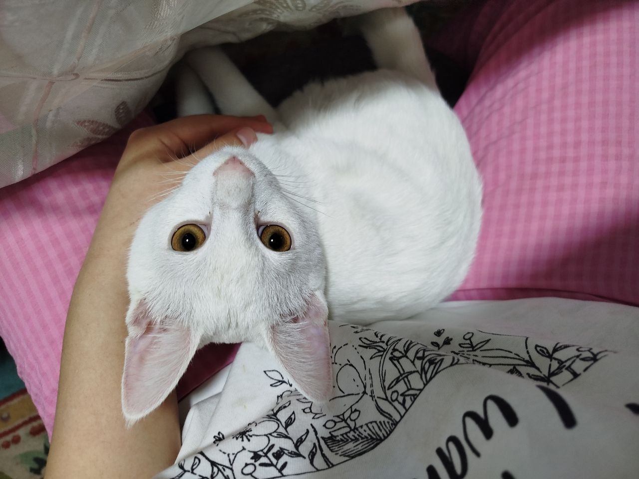 Кот 5 мес..не привит, игрив, весел, 5 мес. , без блох.