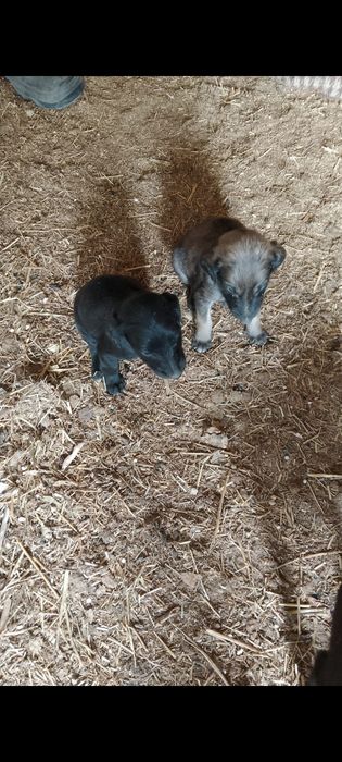 Құмай тазы кумай тазы күшіктері щенки