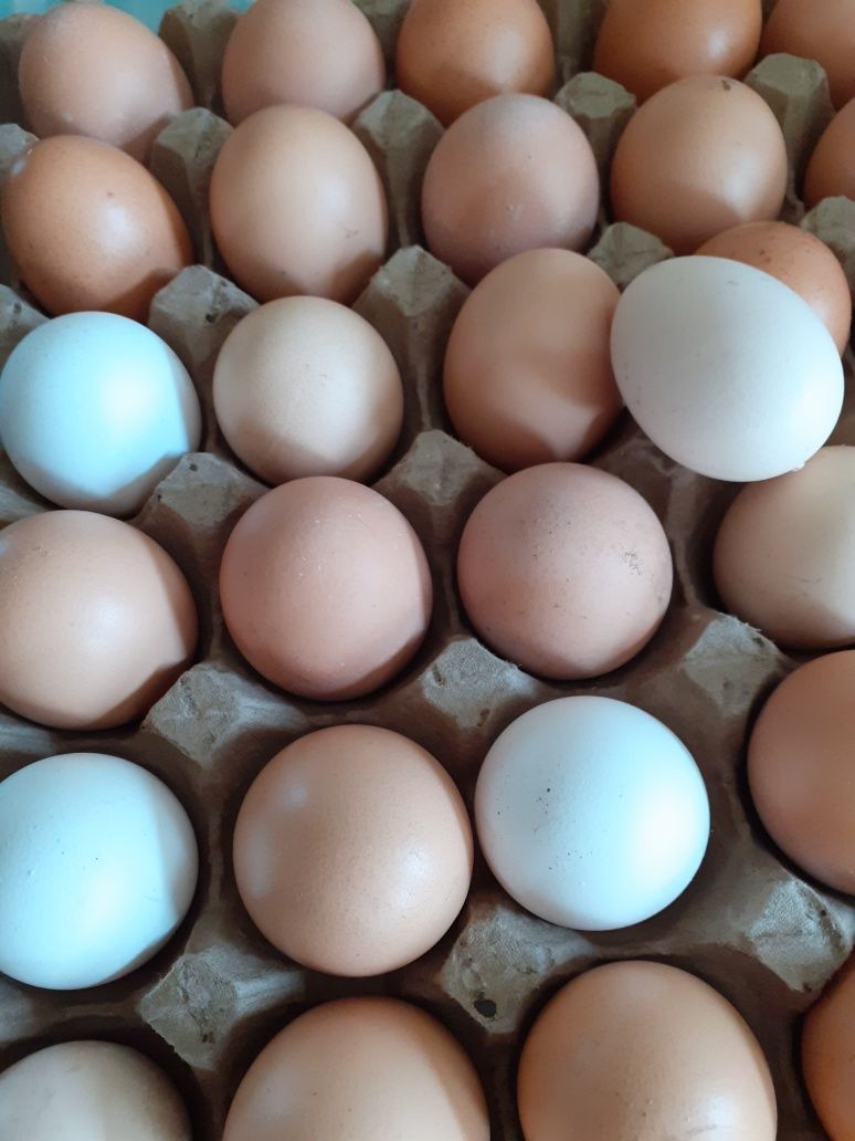 Продам домашнее яйцо