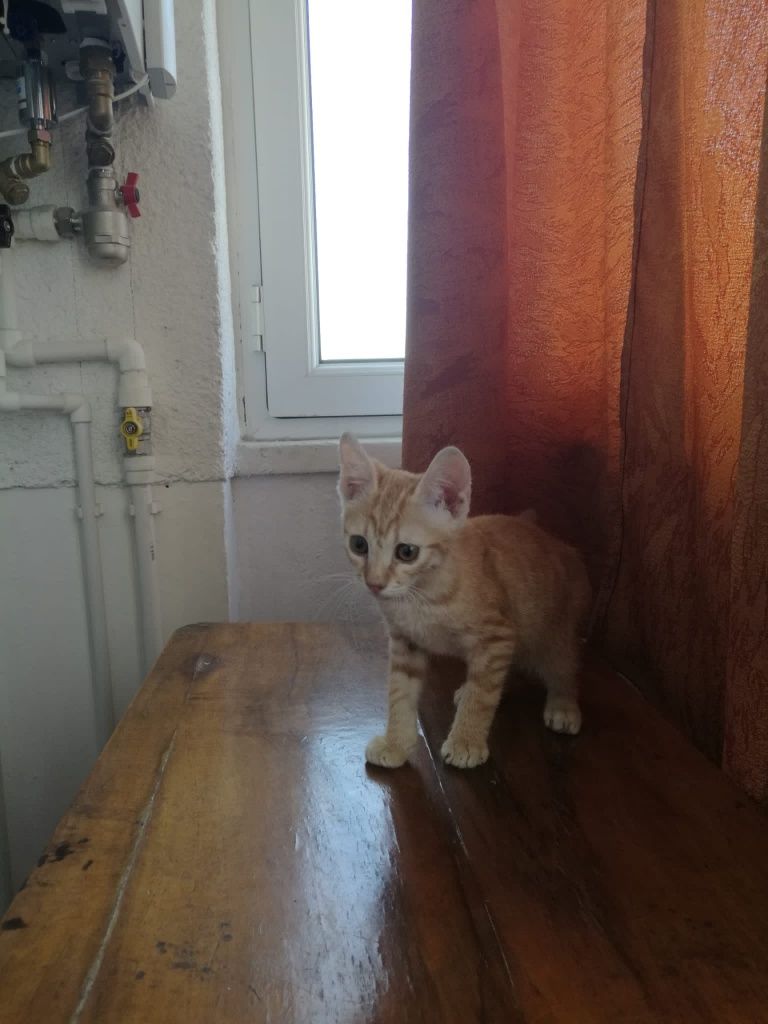 Motănel pentru adopție