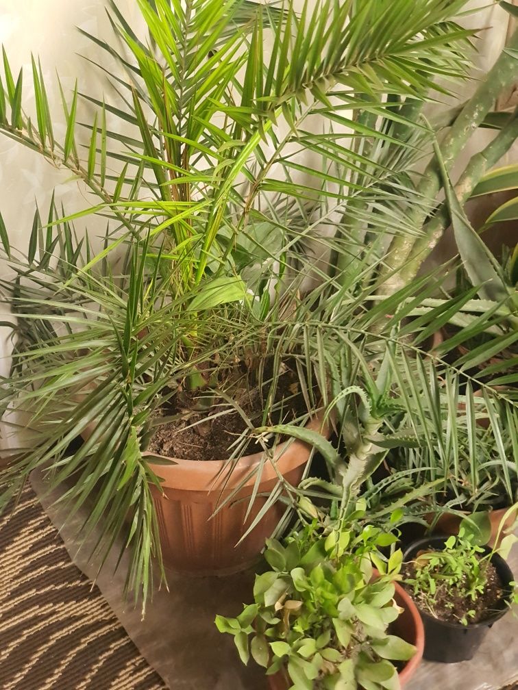 Xona gullari Ficus, Arma VA boshqa xona gullari  gullar