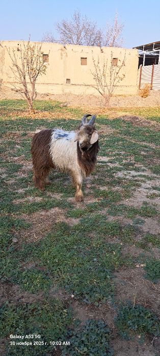 Эчки (углок) сотилади