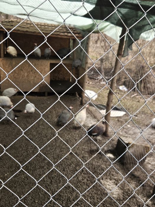 Vând bibilici si curcani..