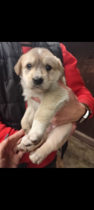 Donez cățeluși,au 6 săptămâni