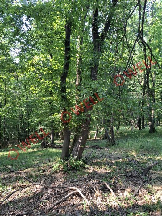 De vânzare: pădure mixtă de foioase, 7 ha, lângă Gogani
