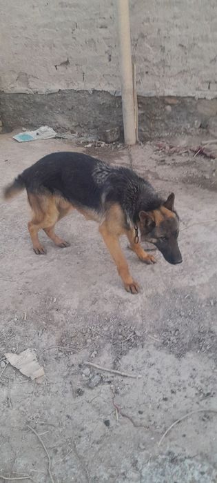 8 oyliq kushik aqilli adamga sakirmidi