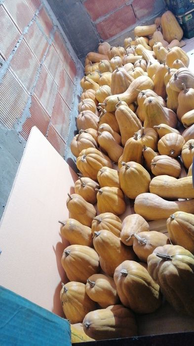 Vând dovleci plăcintari, dovleci pentru plăcintă, bio