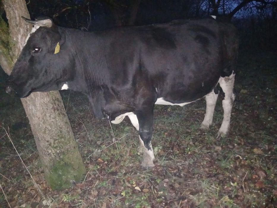 Vaci baltate gestante in 7 luni