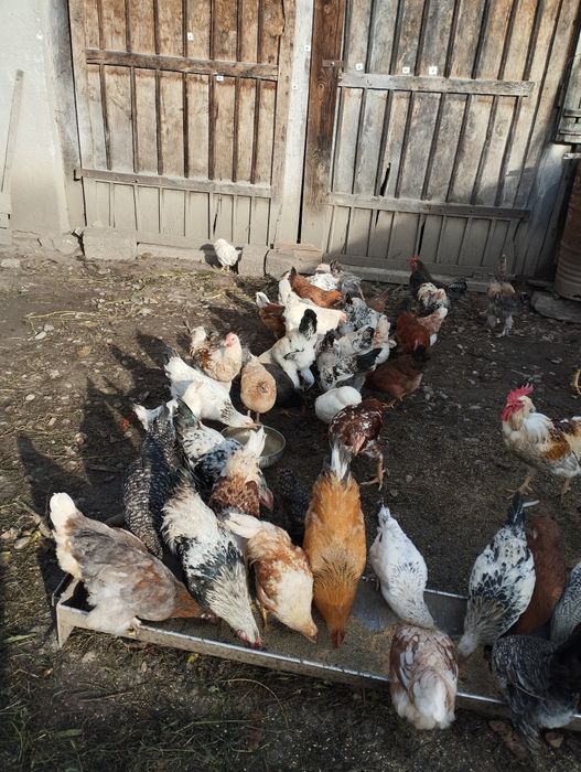 Vînd găini, puicuțe și cocoși