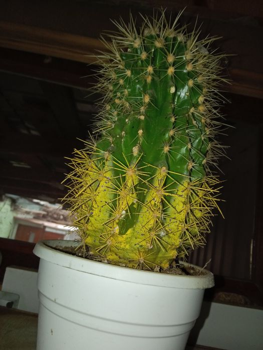 Отдам в дар кактус