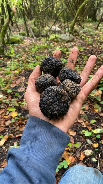 Trufe negre de toamna