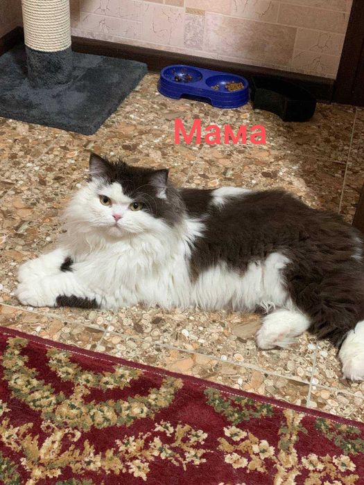 Красивые котята Страйт и Фолд