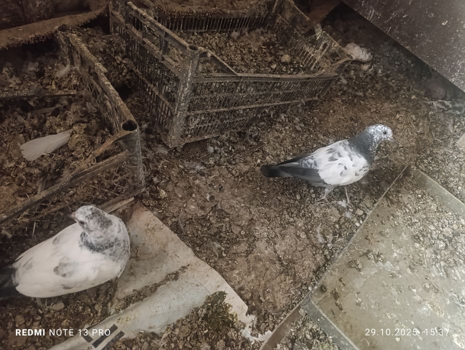 Кабутар сотилади