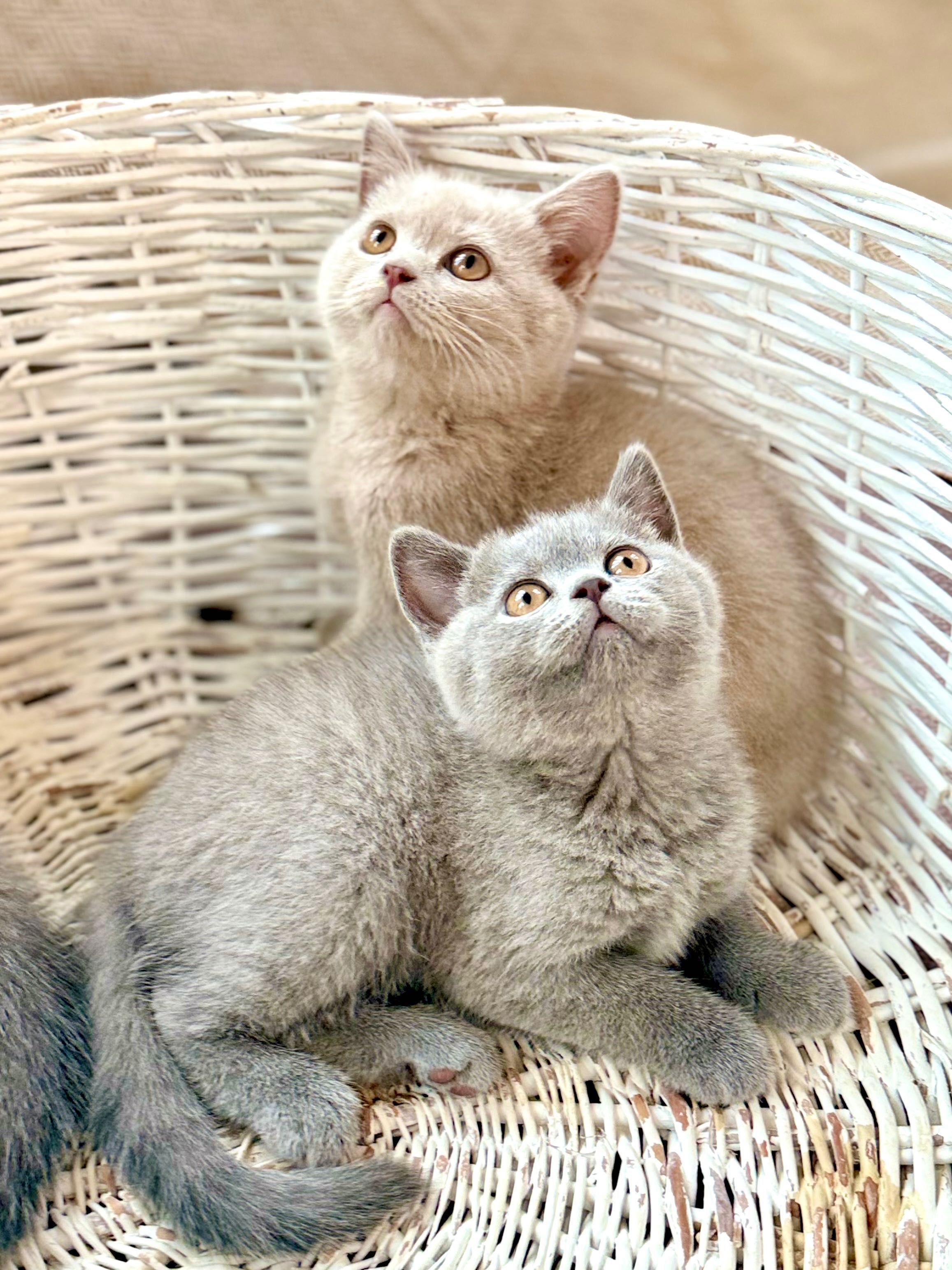 British shorthair