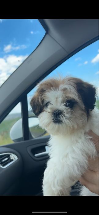 Catel shih tzu talie mica