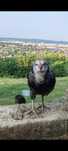De vânzare cocoși Araucana