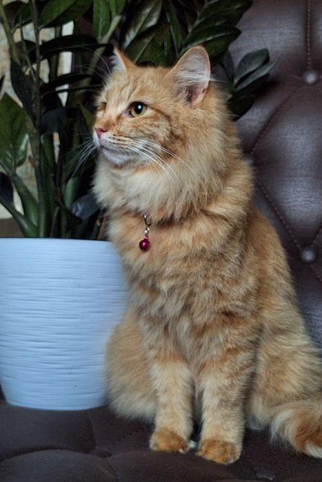 Подари Венди семью