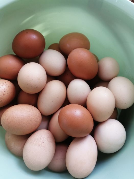 Продам яйцо домашнее