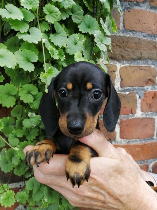 Teckel superb 1300 lei