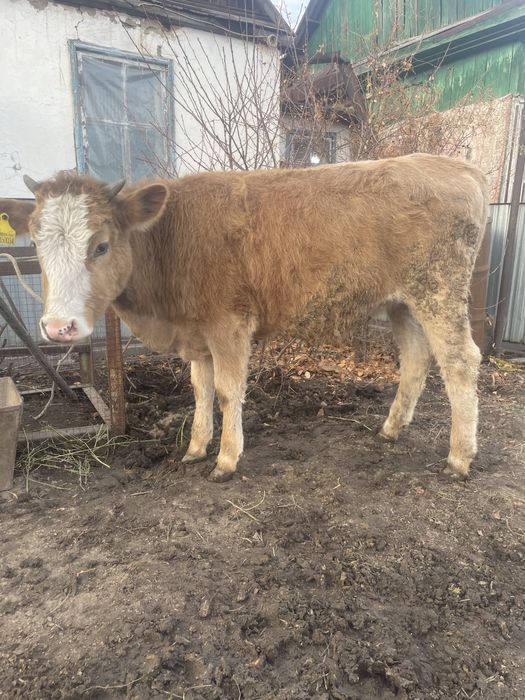 Продам двух телочек