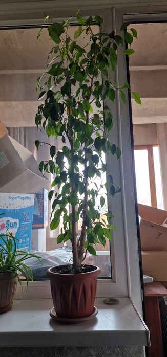 Фикус Бенджамина