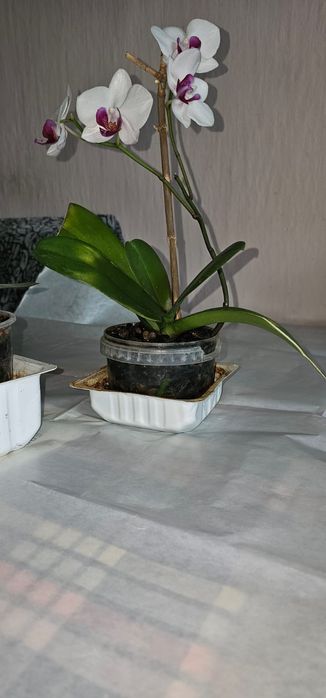 Продам цветы комнатные