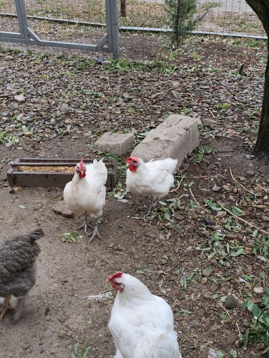 Cocoși Brahma somon și alte rase și metiși