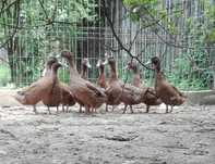 Rațe Khaki Campbell linie Italia (perechi sau familii)