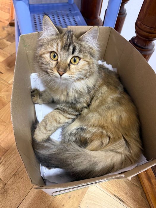 Котята девочки ищут свои семьи!