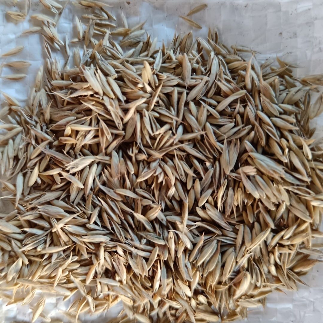 Samanta iarba coasă,pasune, terasamente, Amestec 3 feluri iarba