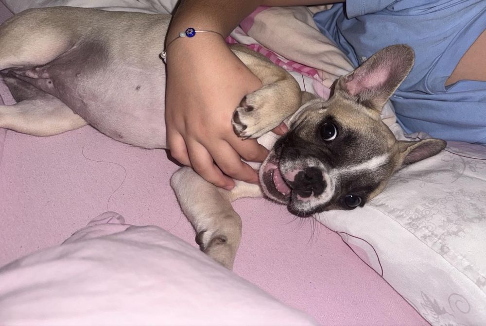 Френски булдог-женски